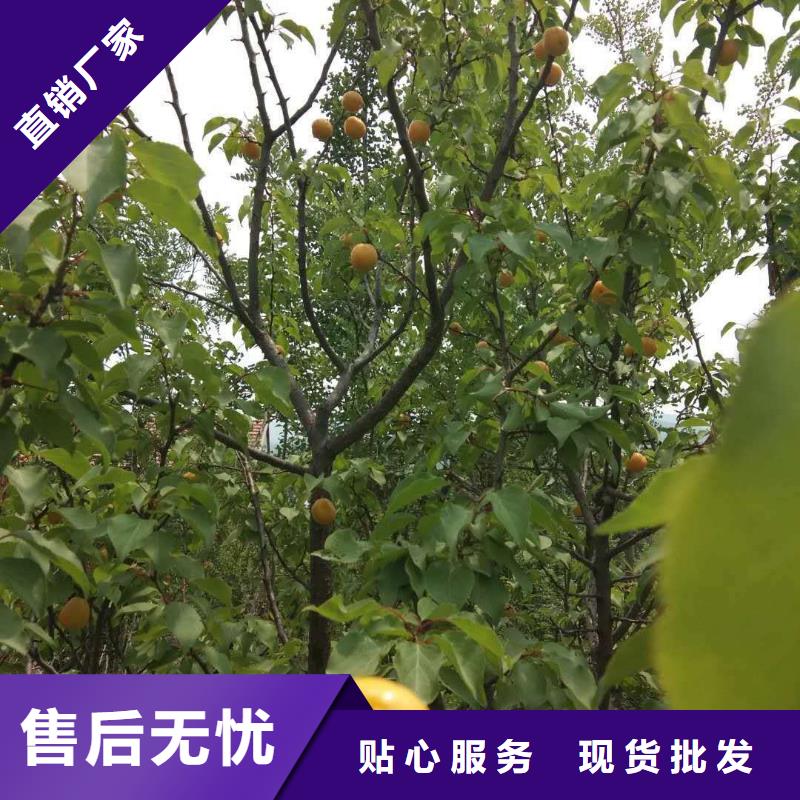 杏【無花果苗】歡迎來電咨詢批發(fā)貨源