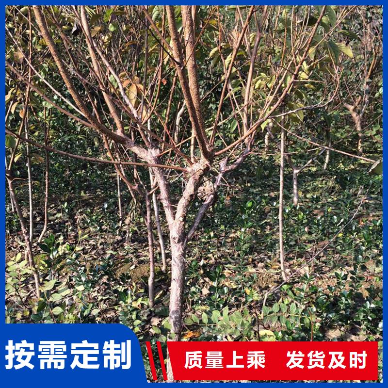 杏_【蘋果苗】應用范圍廣泛支持大小批量采購