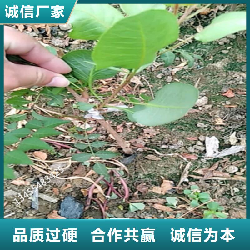 開心果櫻桃苗材質(zhì)實(shí)在源頭廠商