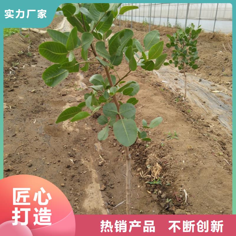 【開心果】無花果苗質(zhì)量優(yōu)價格低廠家技術(shù)完善