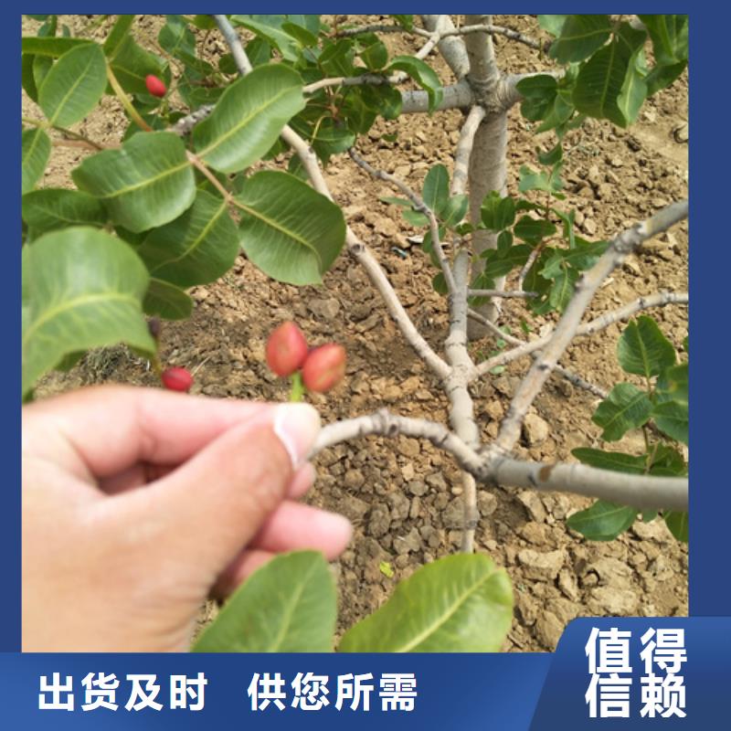 開心果紅石榴苗基地不只是質(zhì)量好專業(yè)的生產(chǎn)廠家