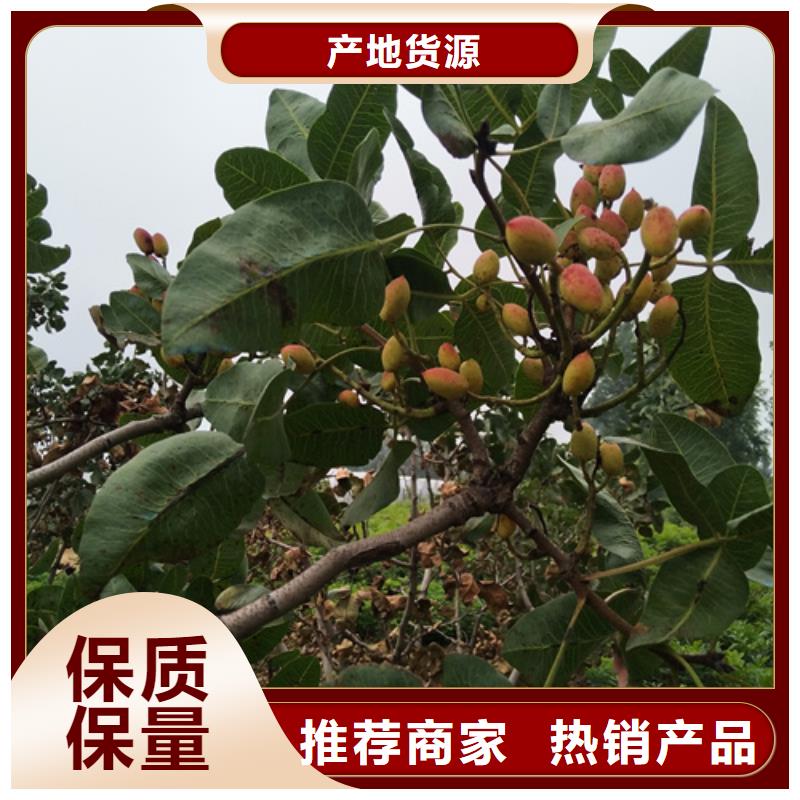 【開心果】奶油草莓拒絕差價貨到付款