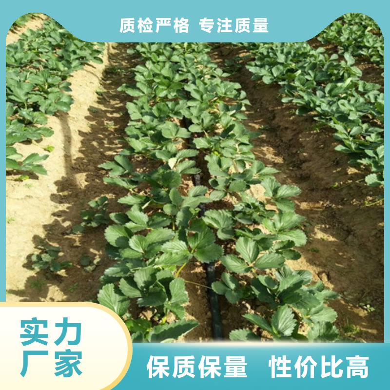 草莓苗-【蘋果苗】國標(biāo)檢測放心購買貨源足質(zhì)量好