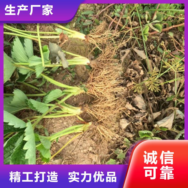 哪里賣隋珠草莓苗，隋珠草莓苗多少錢一棵【當地】生產廠家