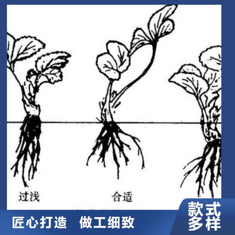 草莓苗果樹苗重信譽廠家現貨滿足大量采購