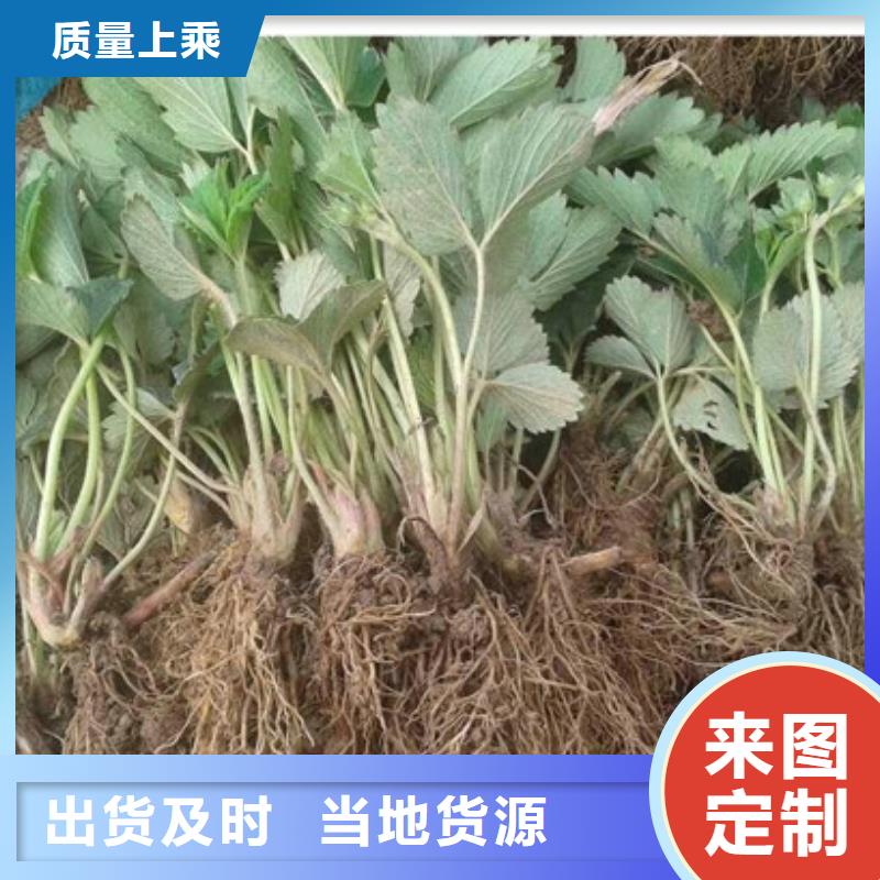 妙香7號草莓苗種植地區【當地】品牌