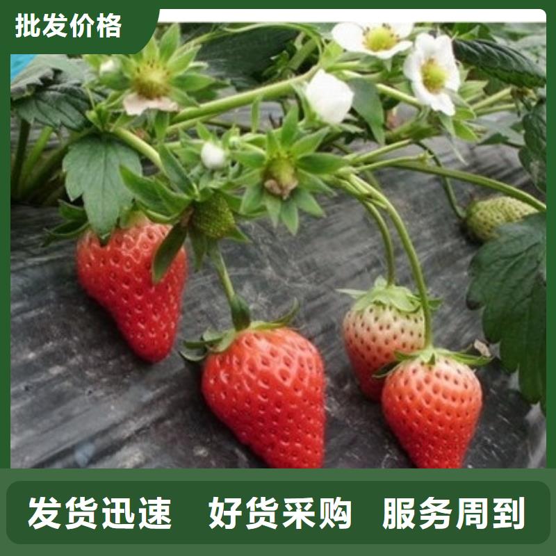 草莓苗大棚草莓苗專業(yè)廠家核心技術(shù)