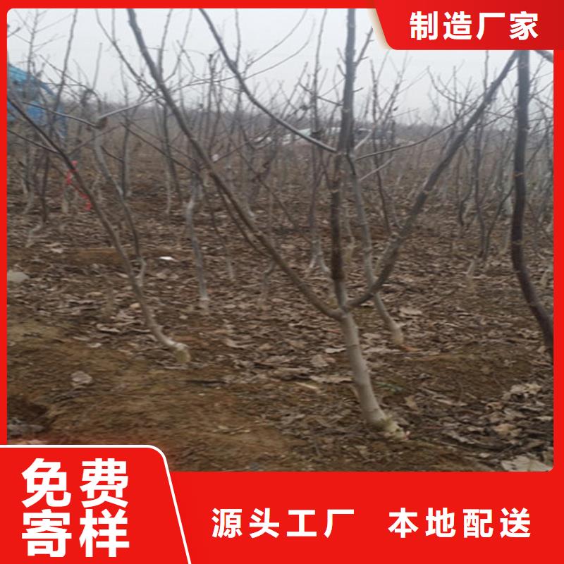 核桃苗-果樹苗批發基地實力才是硬道理價格實在