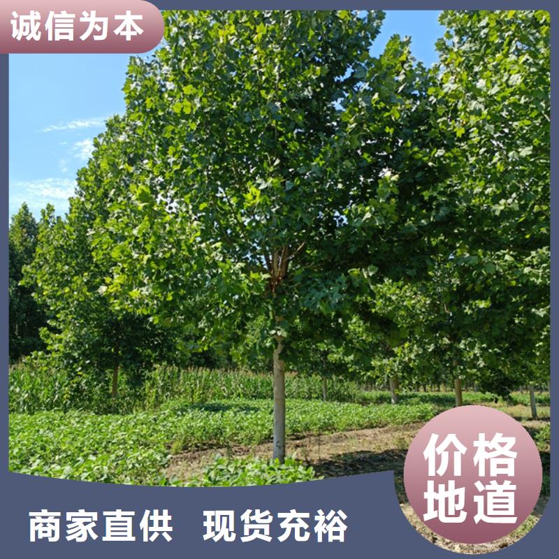 法桐價格種植基地法桐產(chǎn)地采購