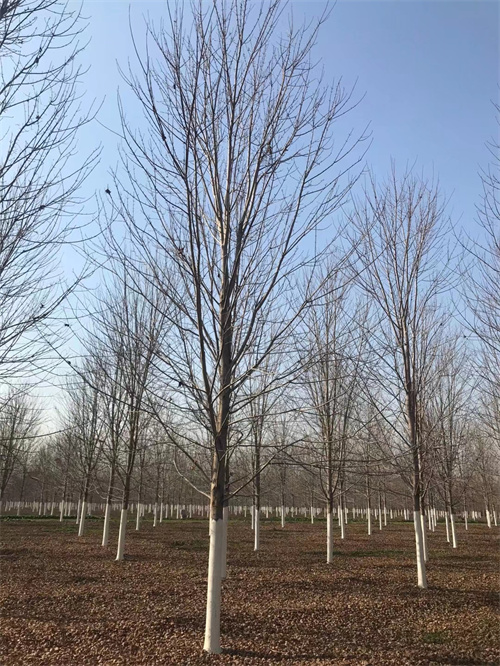 速生法桐产地直销货源足质量好