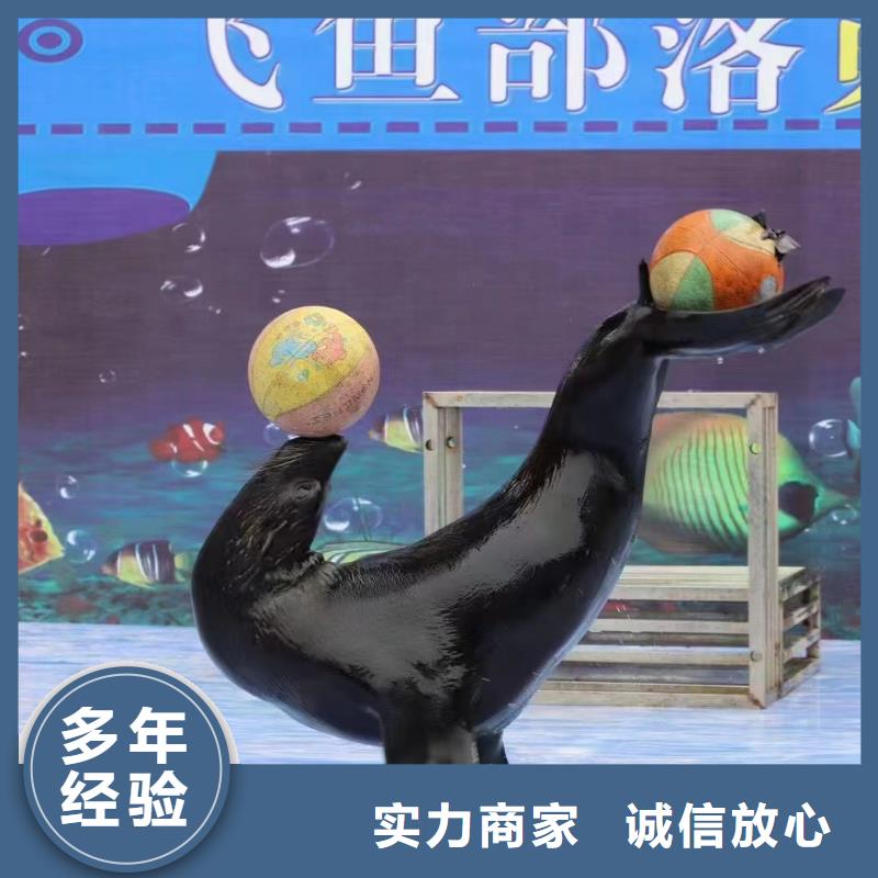 【海洋主題動物表演】-雜耍演出收費合理專業團隊